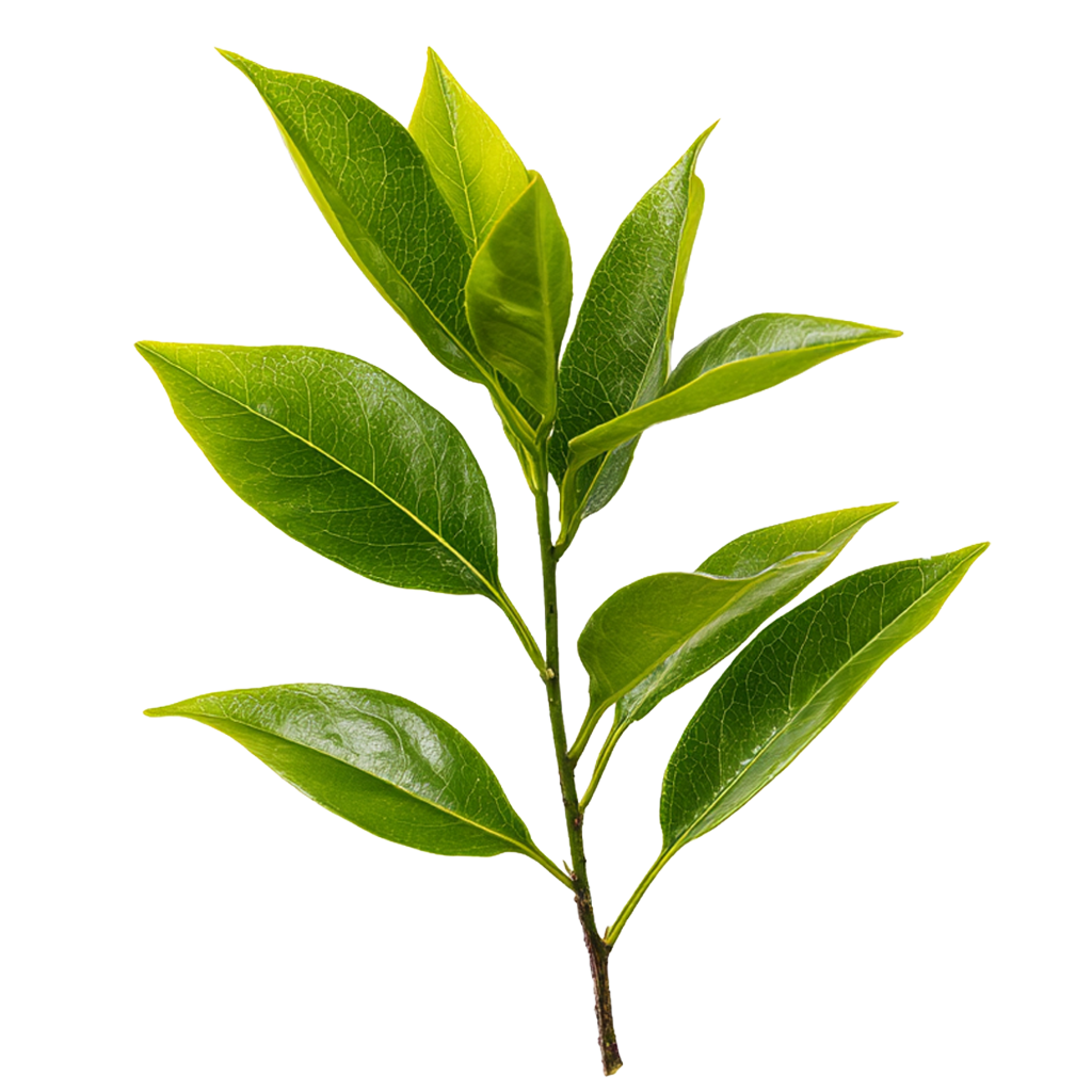 What Is L-Theanine? Benefits, Uses, and Why It's Popular Among Athletes