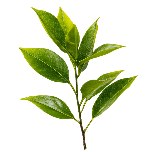 What Is L-Theanine? Benefits, Uses, and Why It's Popular Among Athletes